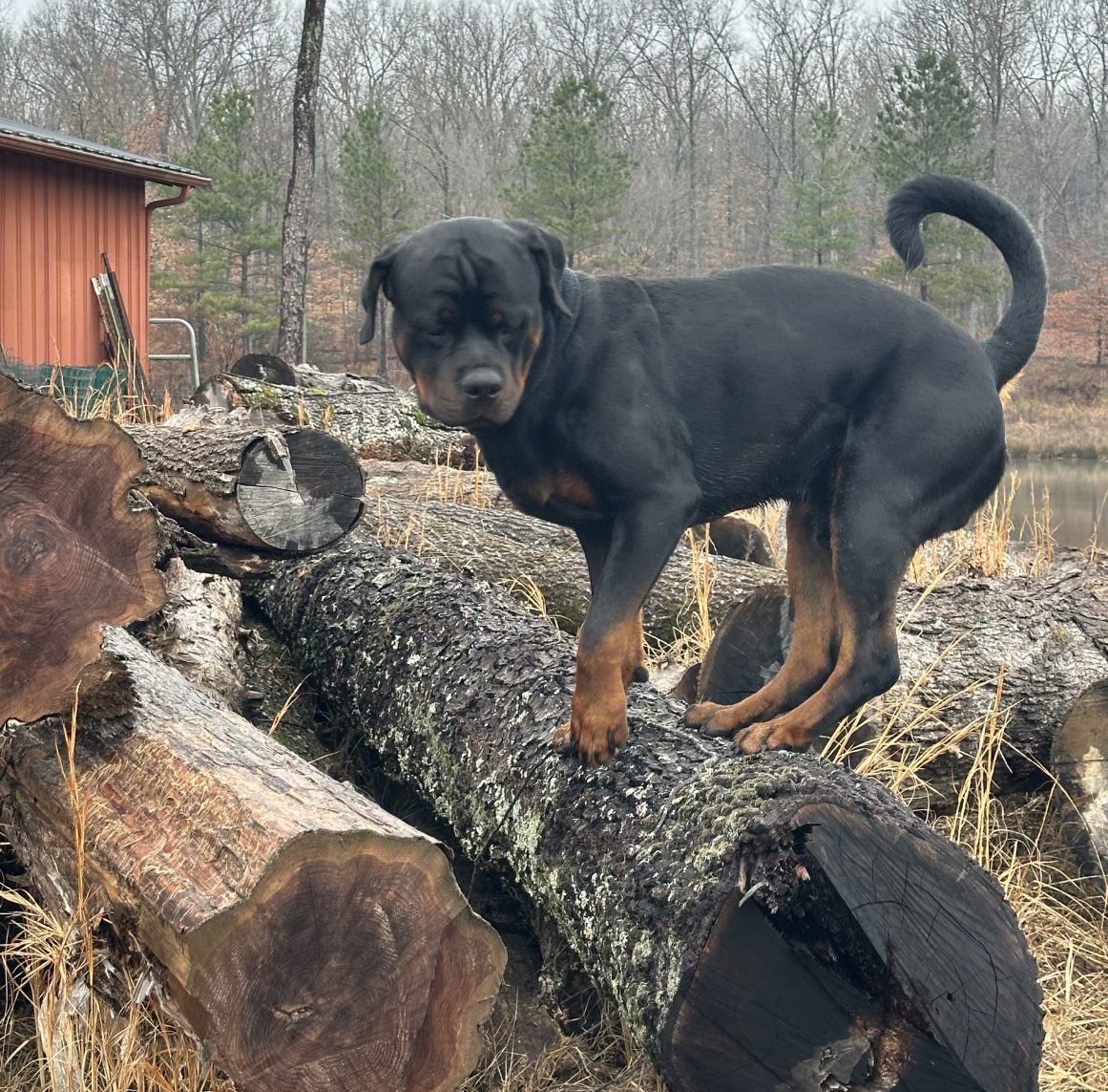 Gunner