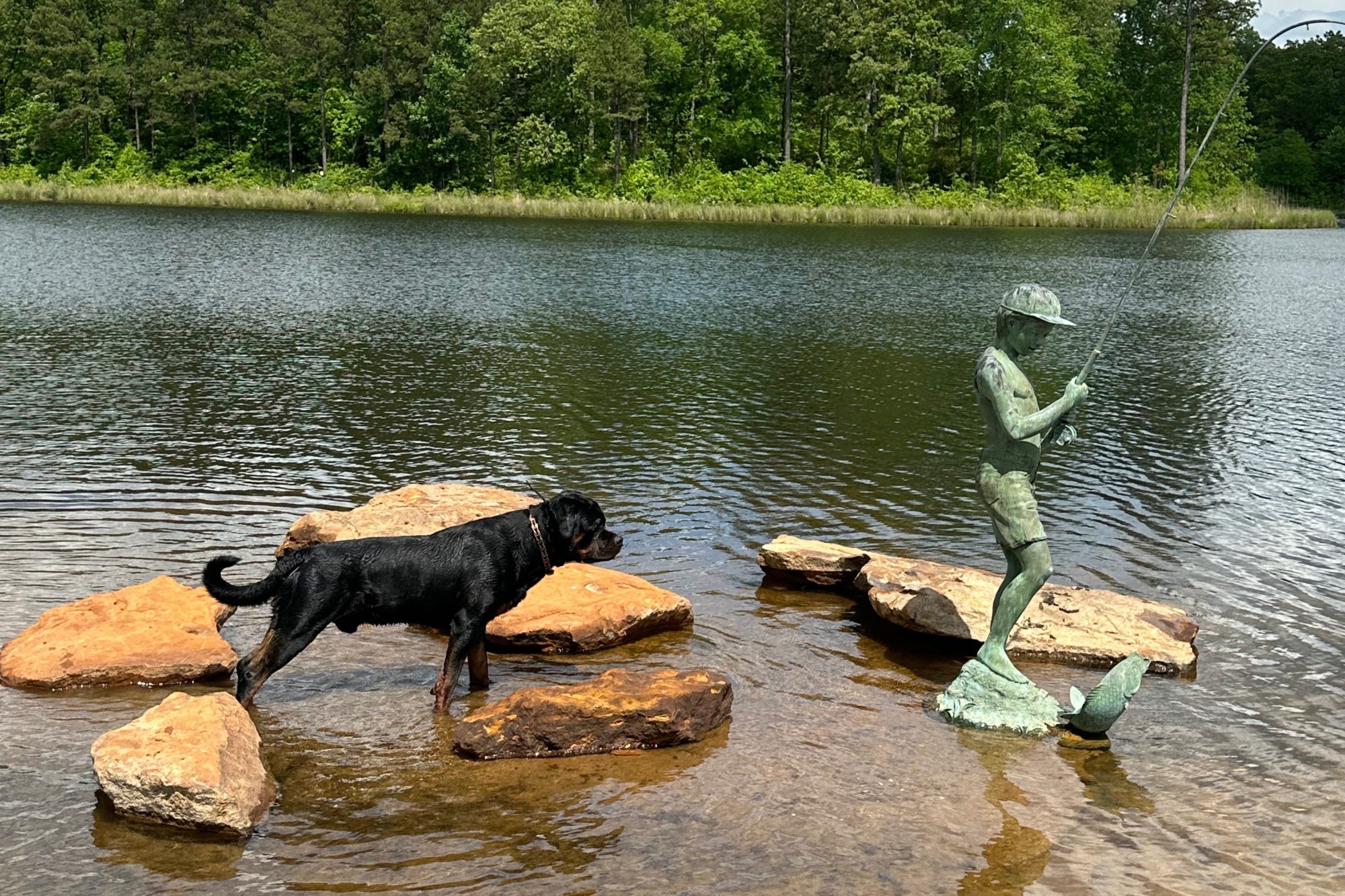 Rottweiler enjoying a peaceful outdoor moment