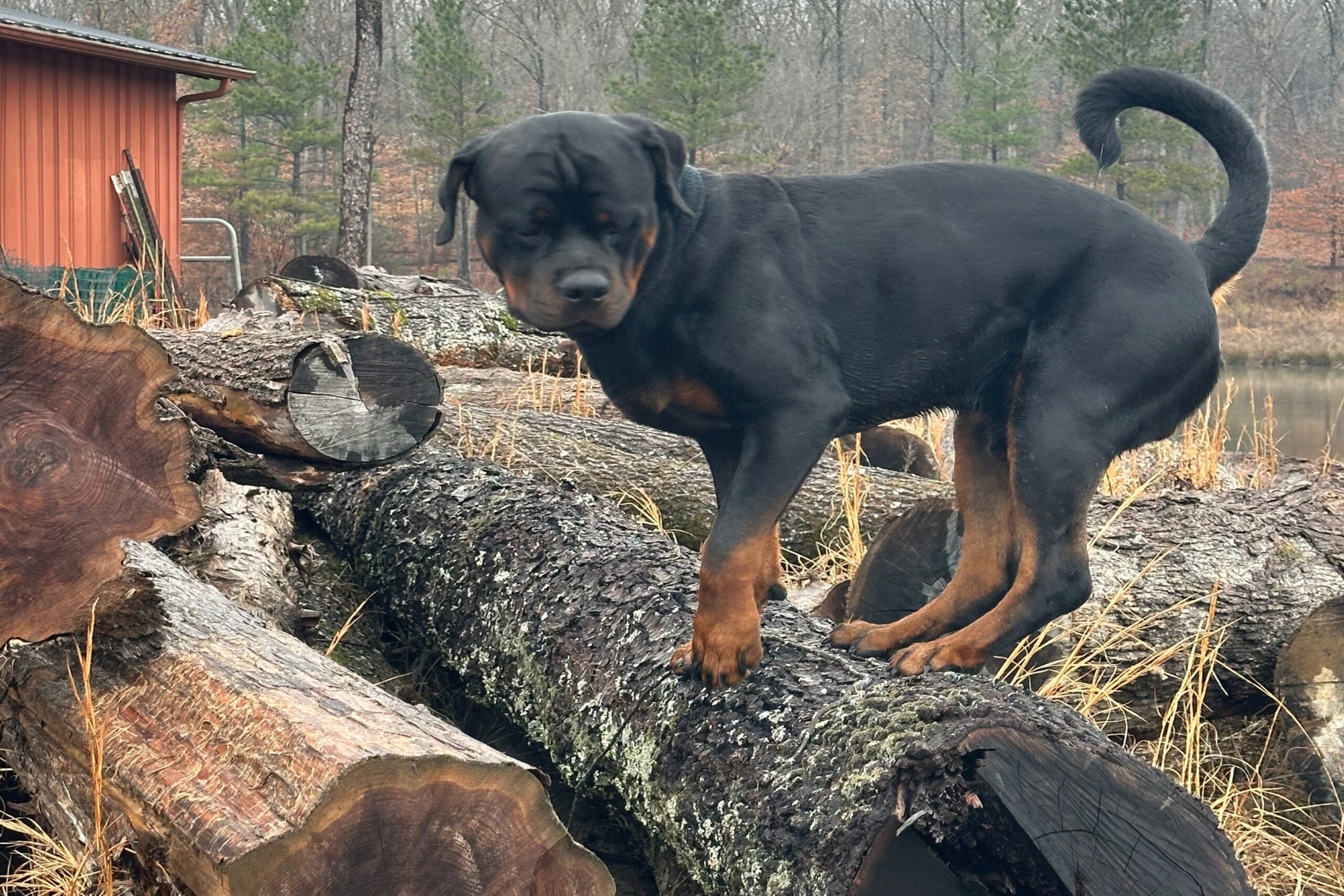 Dog learning through outdoor experiences