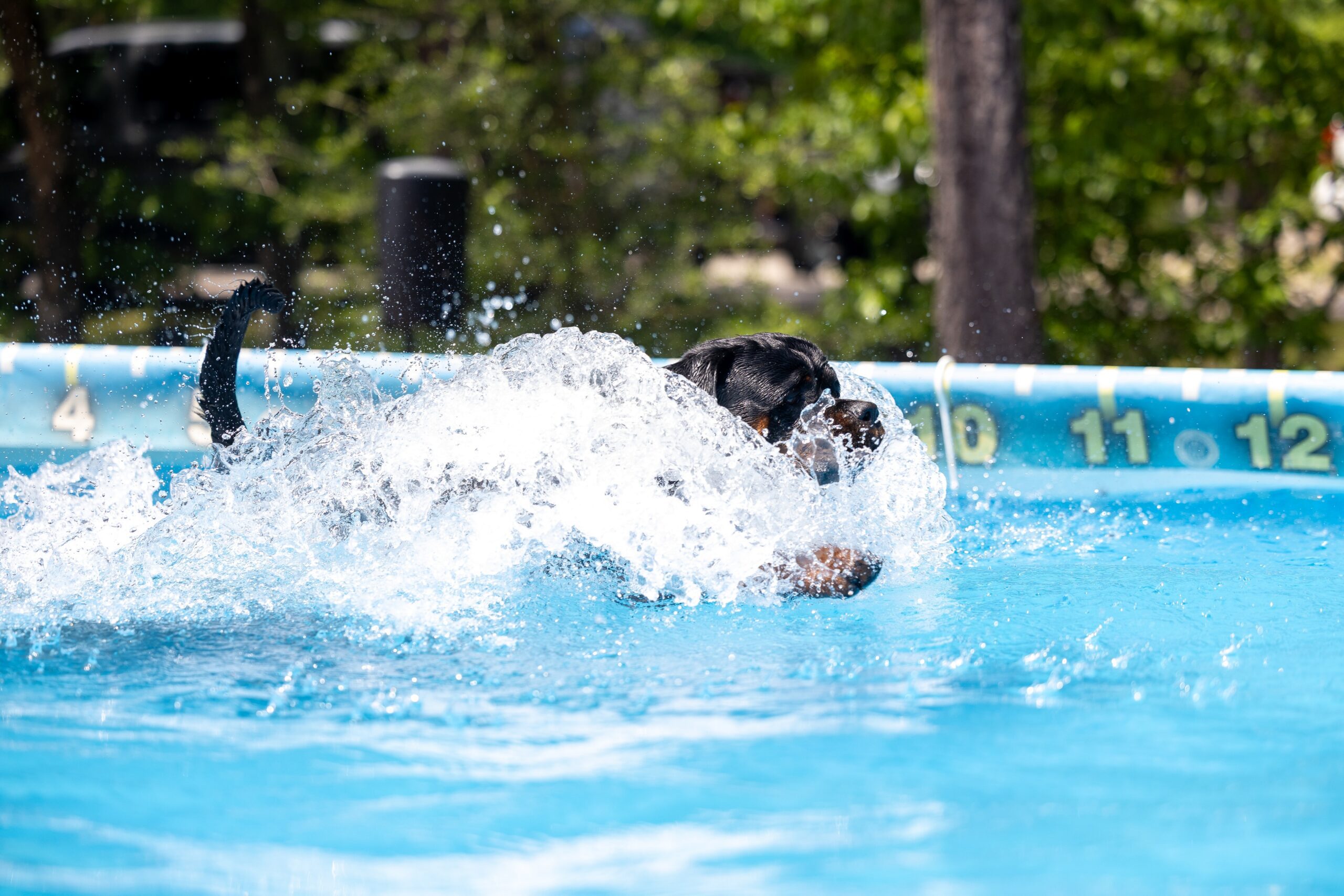 A dog leaps into a pool, creating a splash of water as it enters.