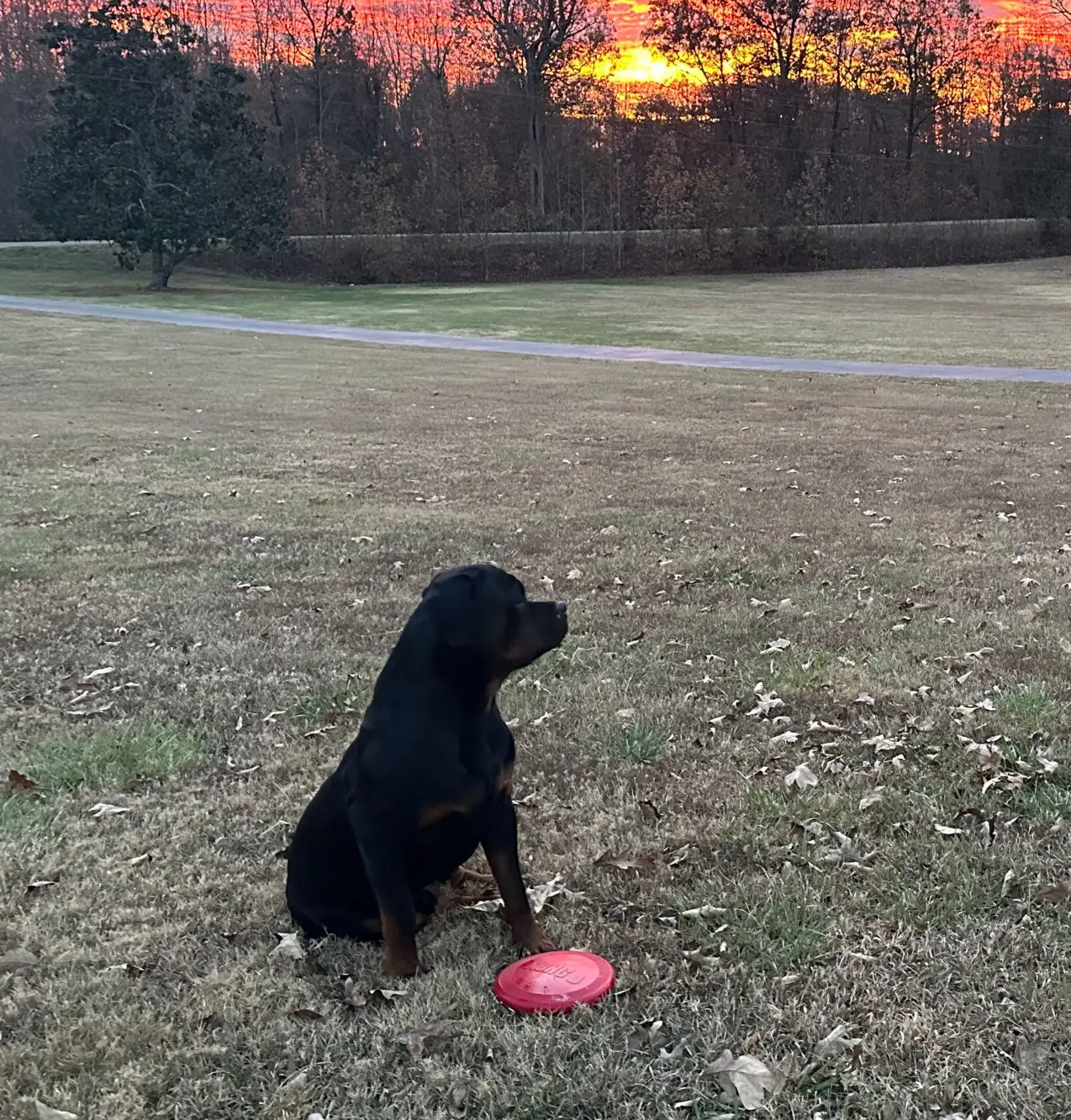 Black and brown dog sitting in the grass with a red frisbee in its mouth, surrounded by dried leaves
