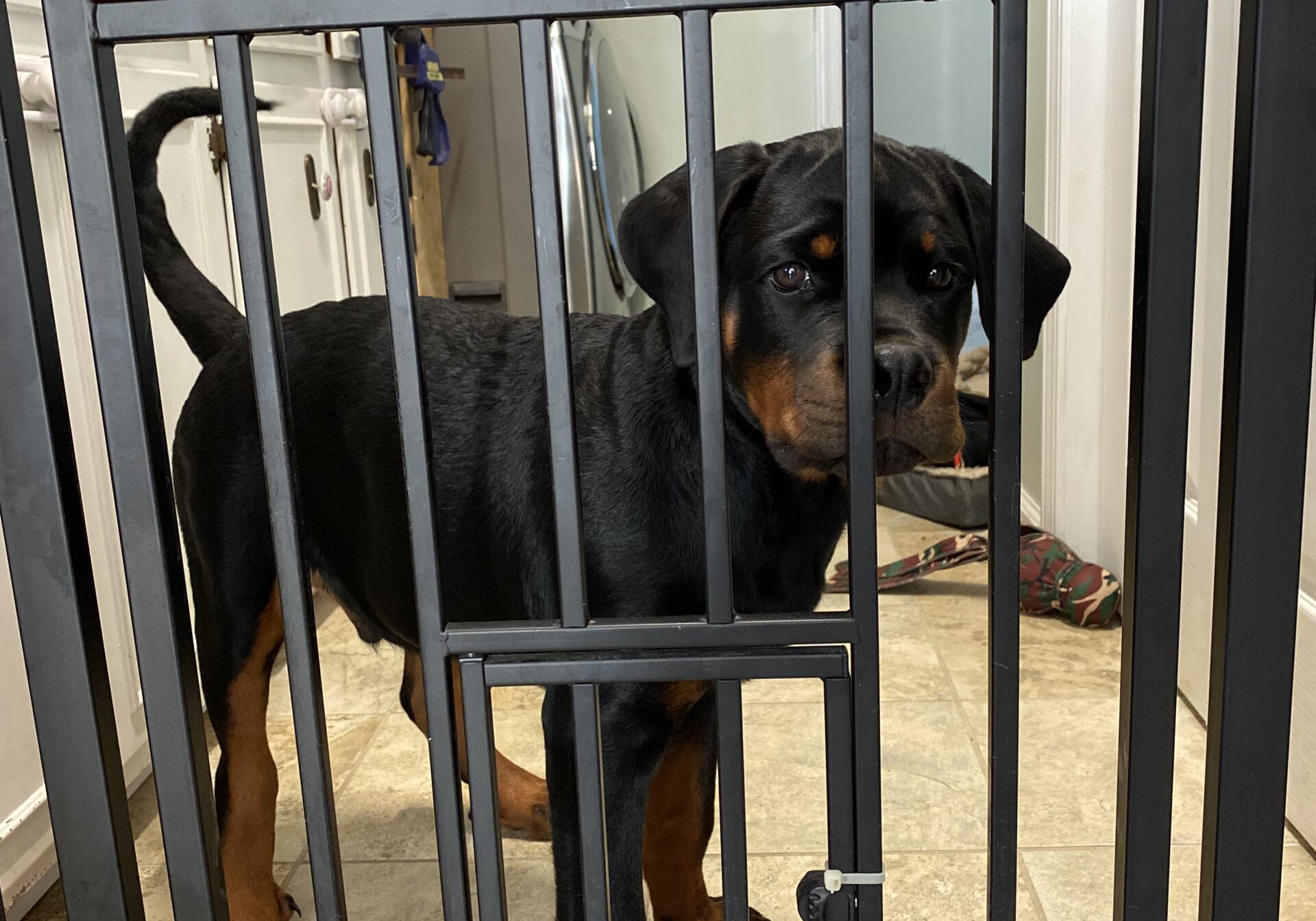 Lessons From My Dog Gunner®