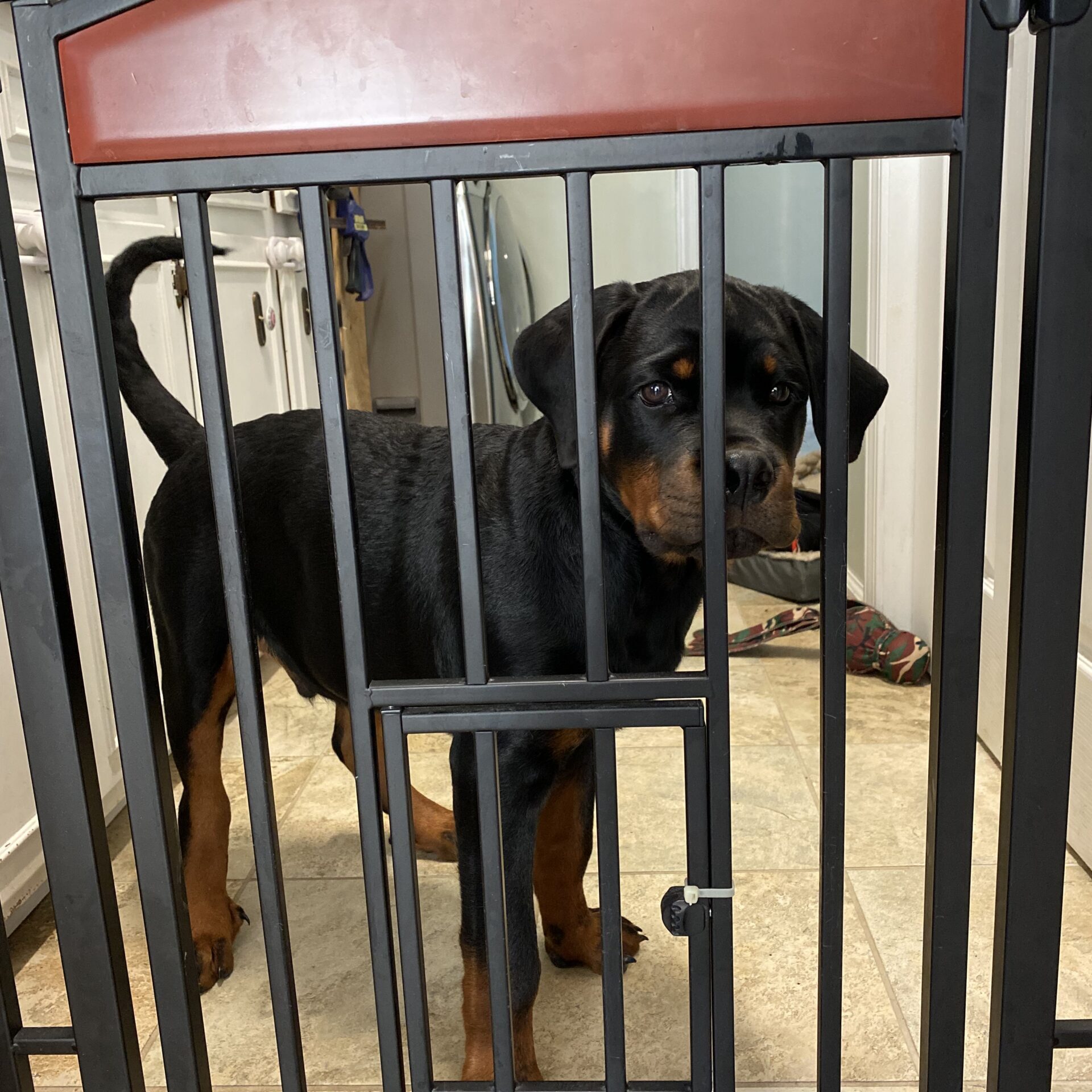 Lessons From My Dog Gunner®