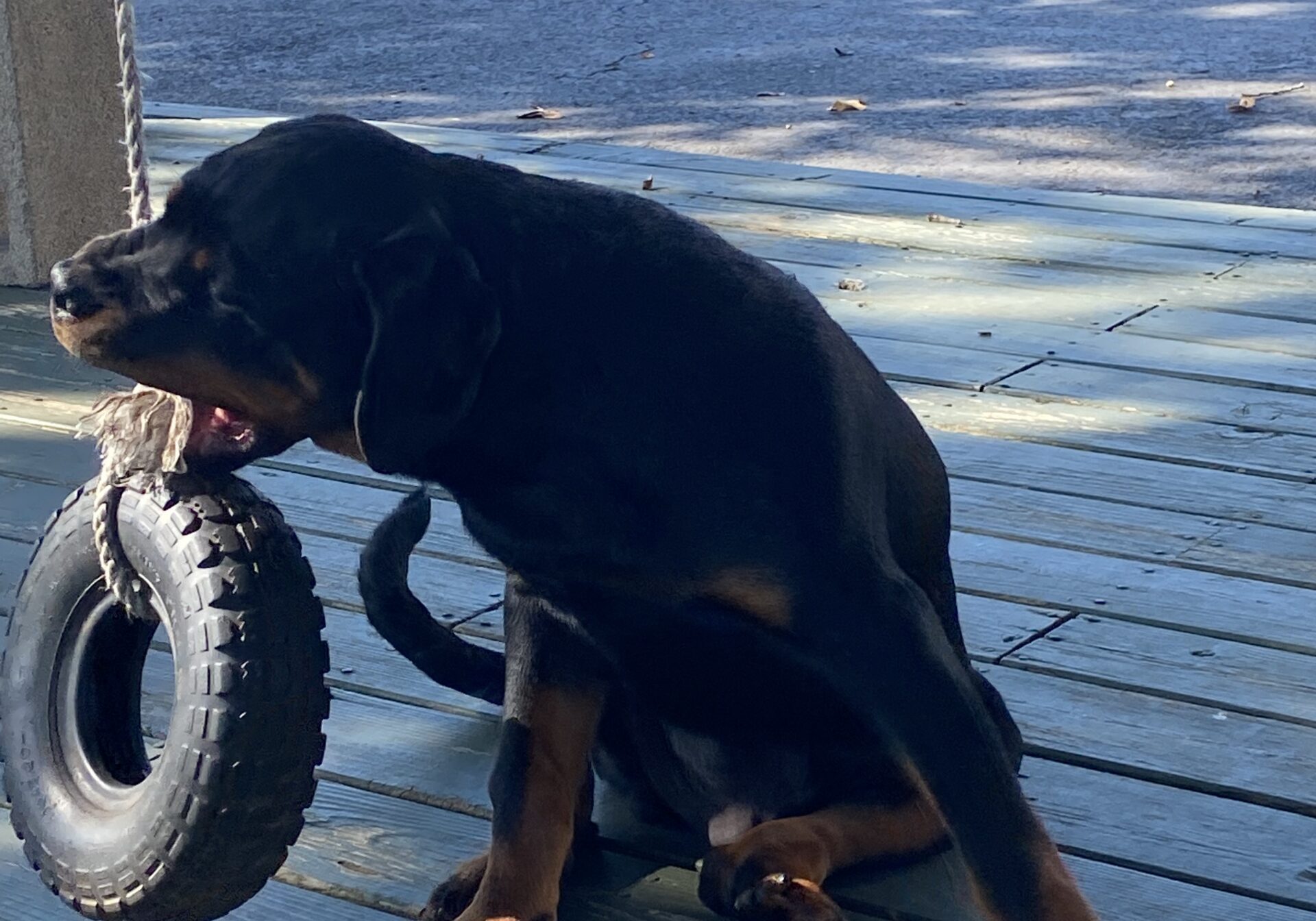 Lessons From My Dog Gunner®