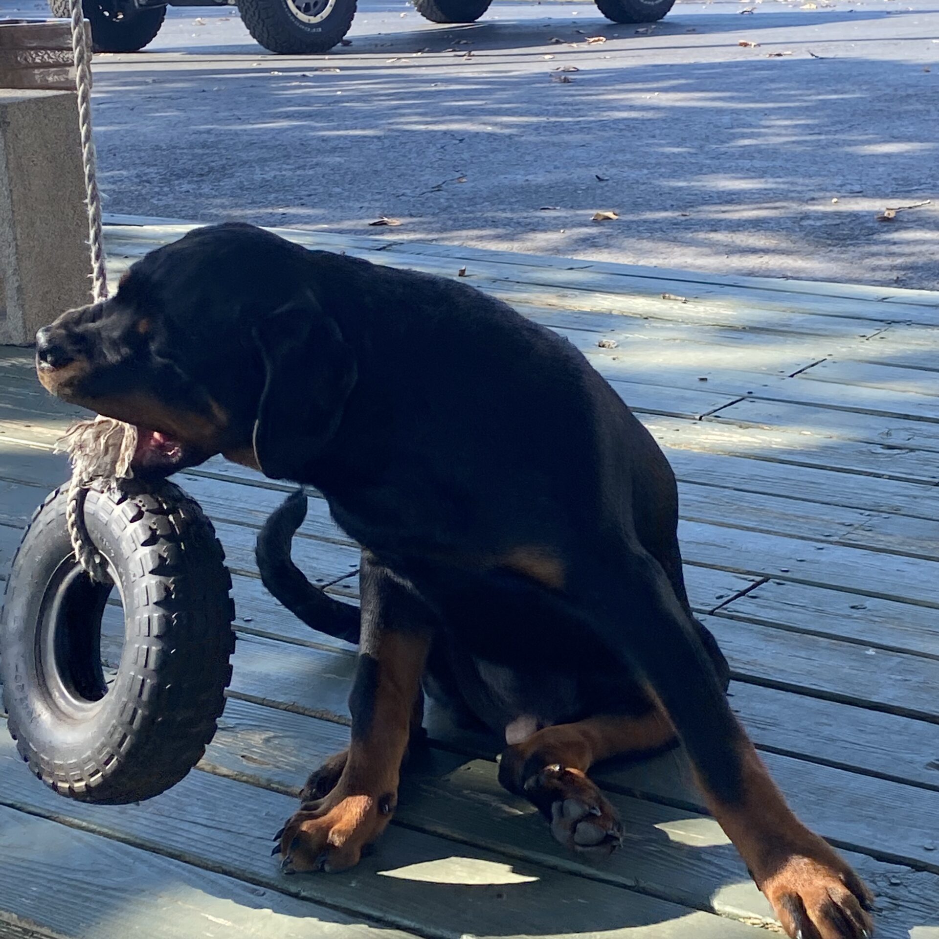 Lessons From My Dog Gunner®