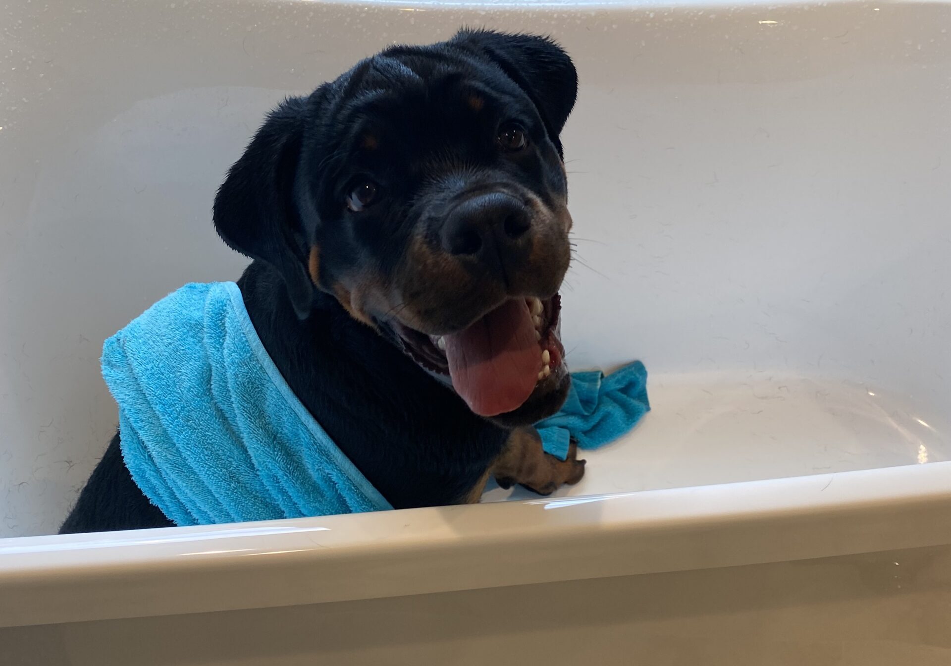Lessons From My Dog Gunner®