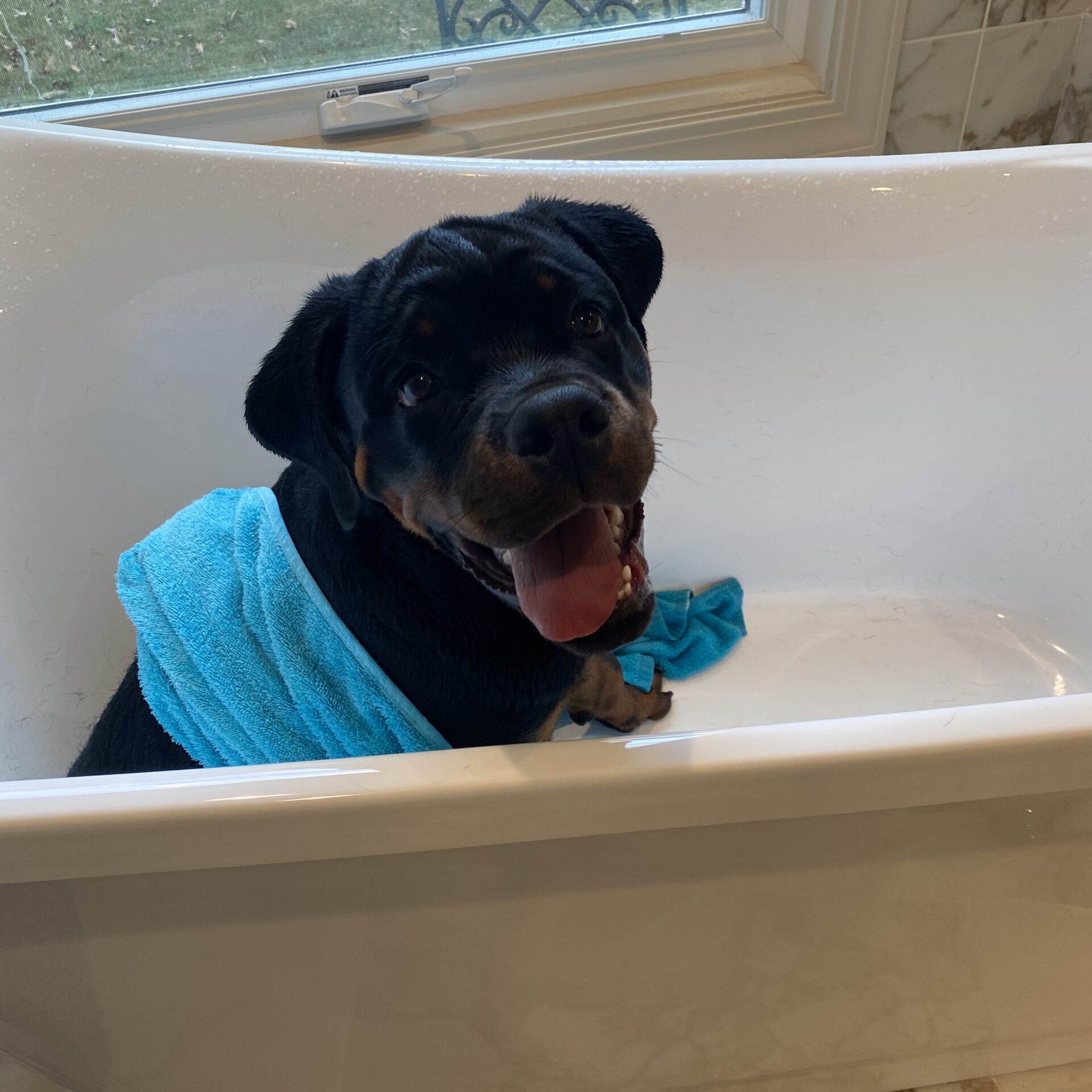 Lessons From My Dog Gunner®