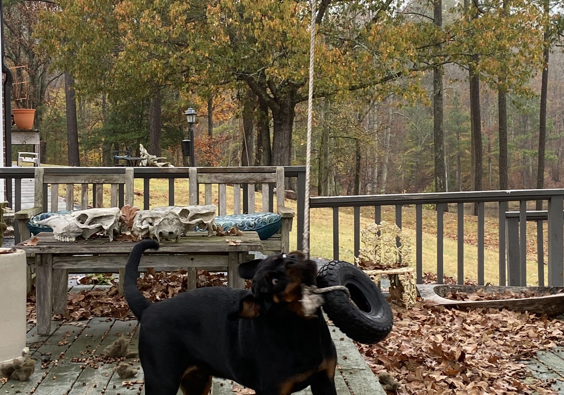 Lessons From My Dog Gunner®