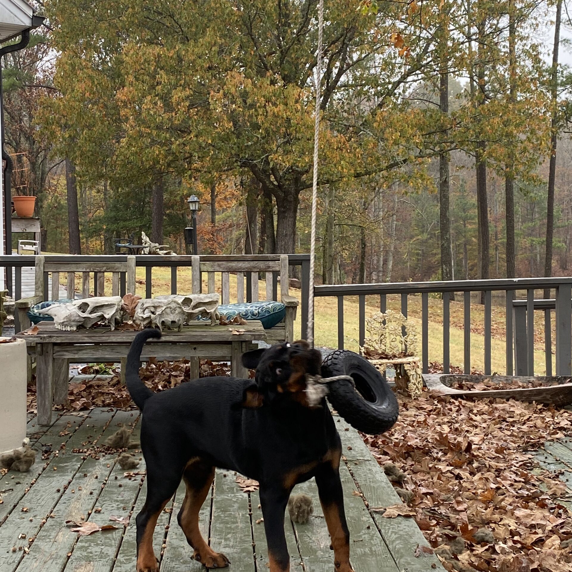 Lessons From My Dog Gunner®