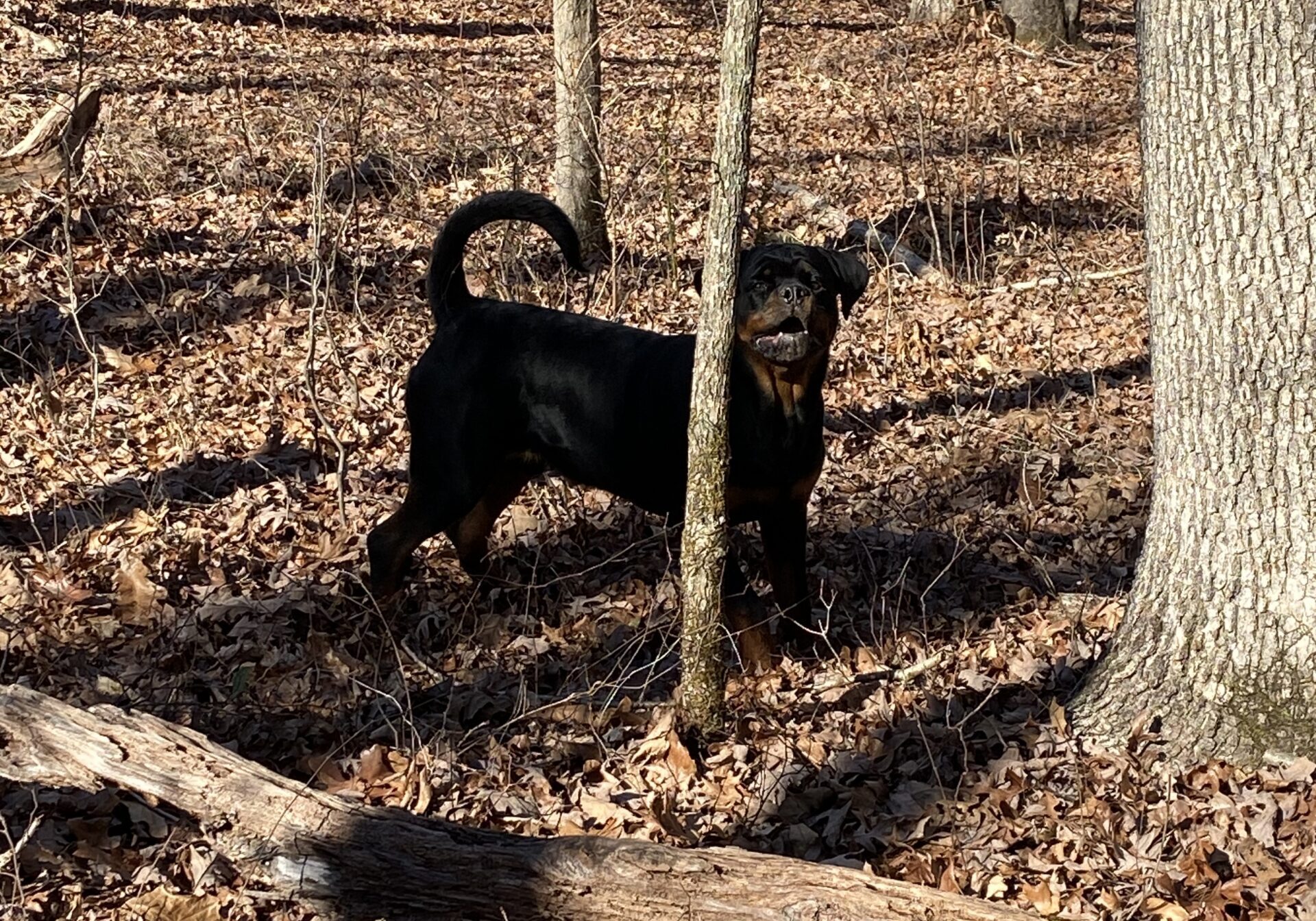 Lessons From My Dog Gunner®