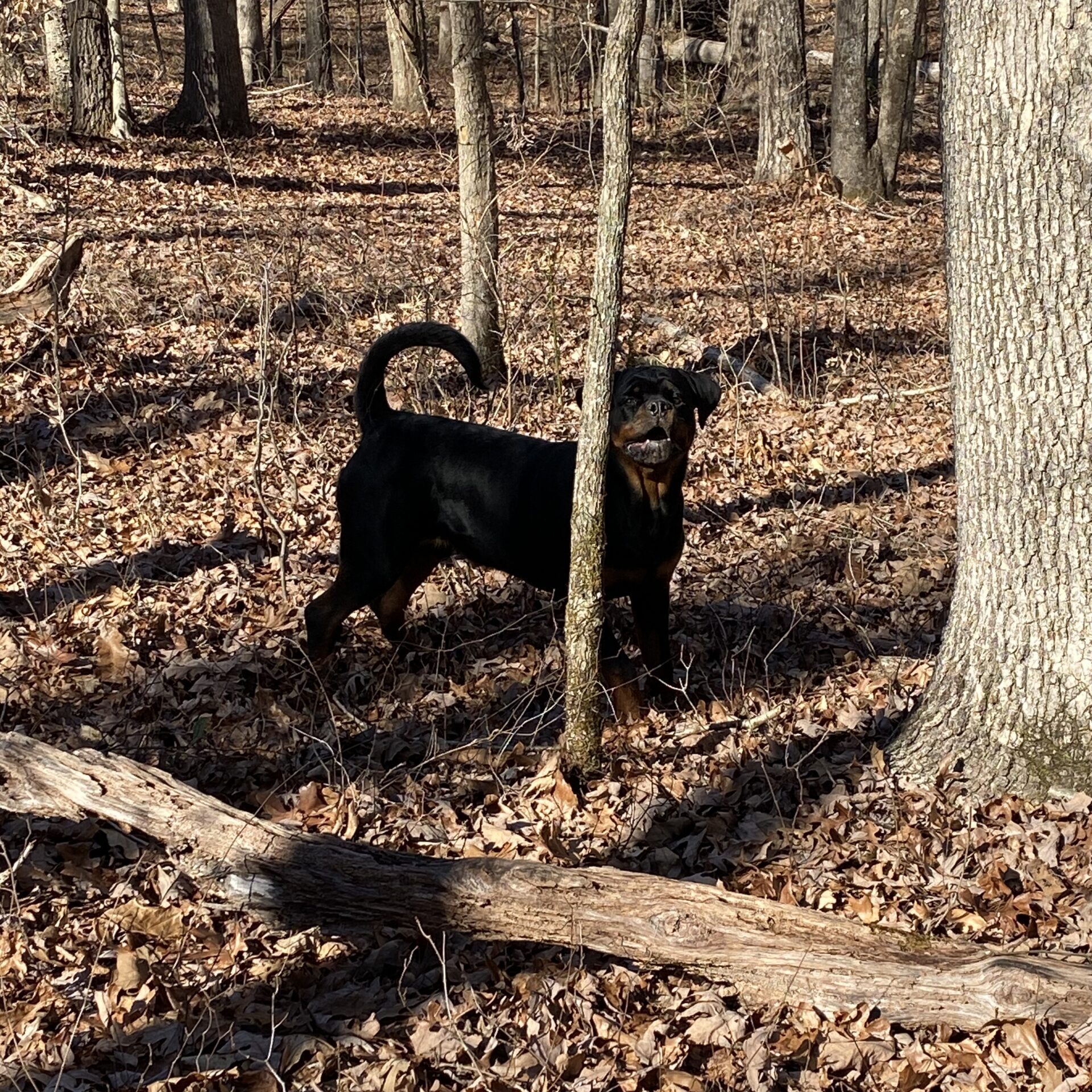 Lessons From My Dog Gunner®