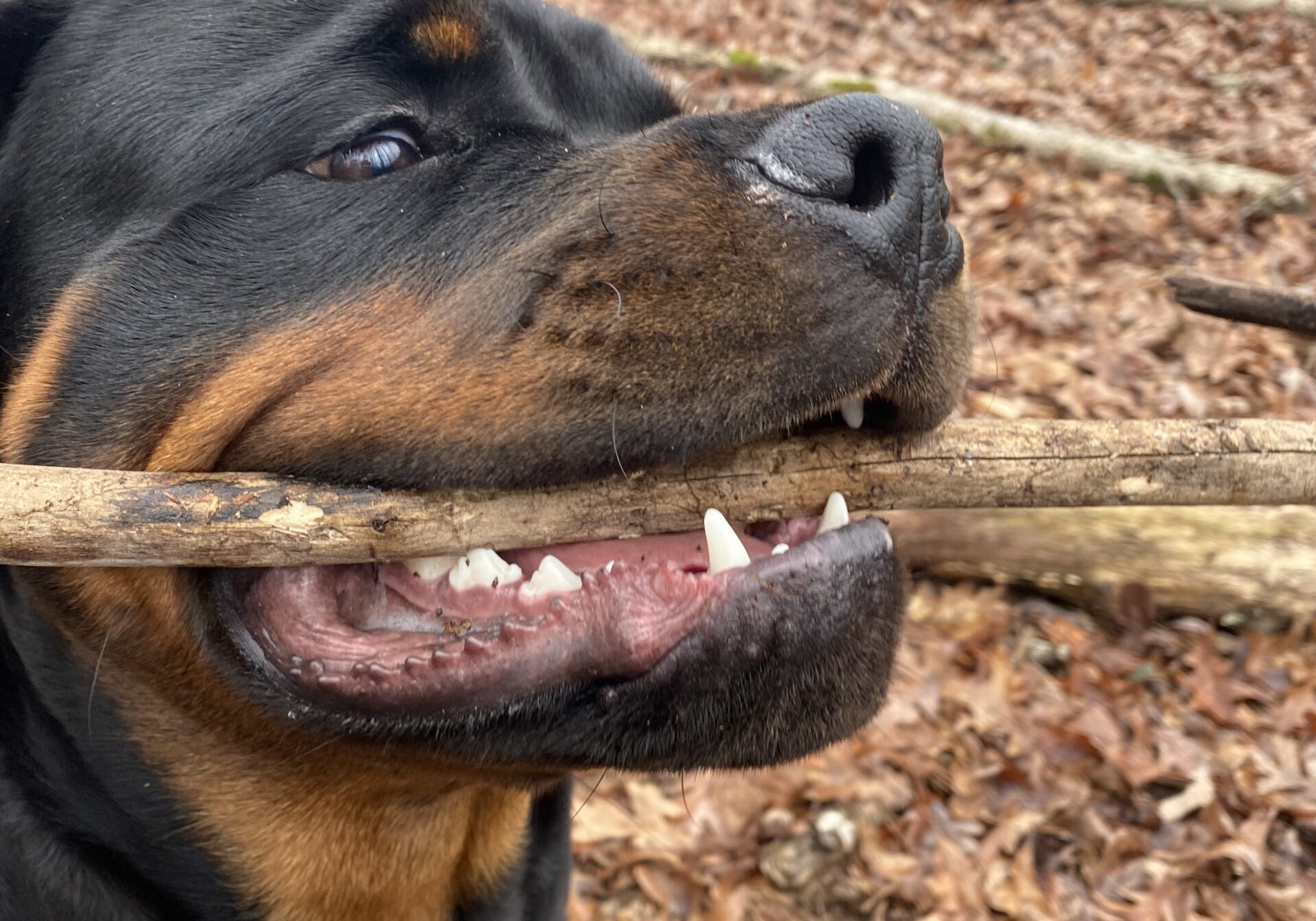 Lessons From My Dog Gunner®