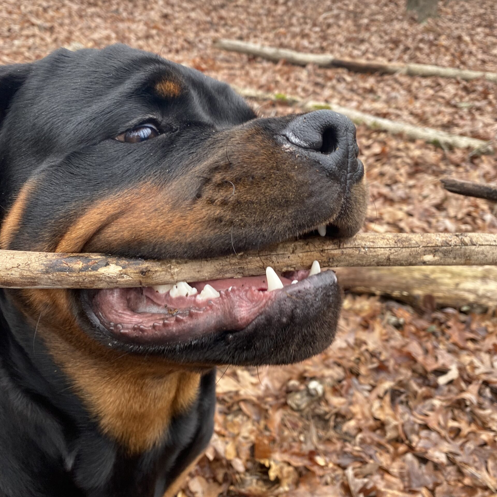 Lessons From My Dog Gunner®