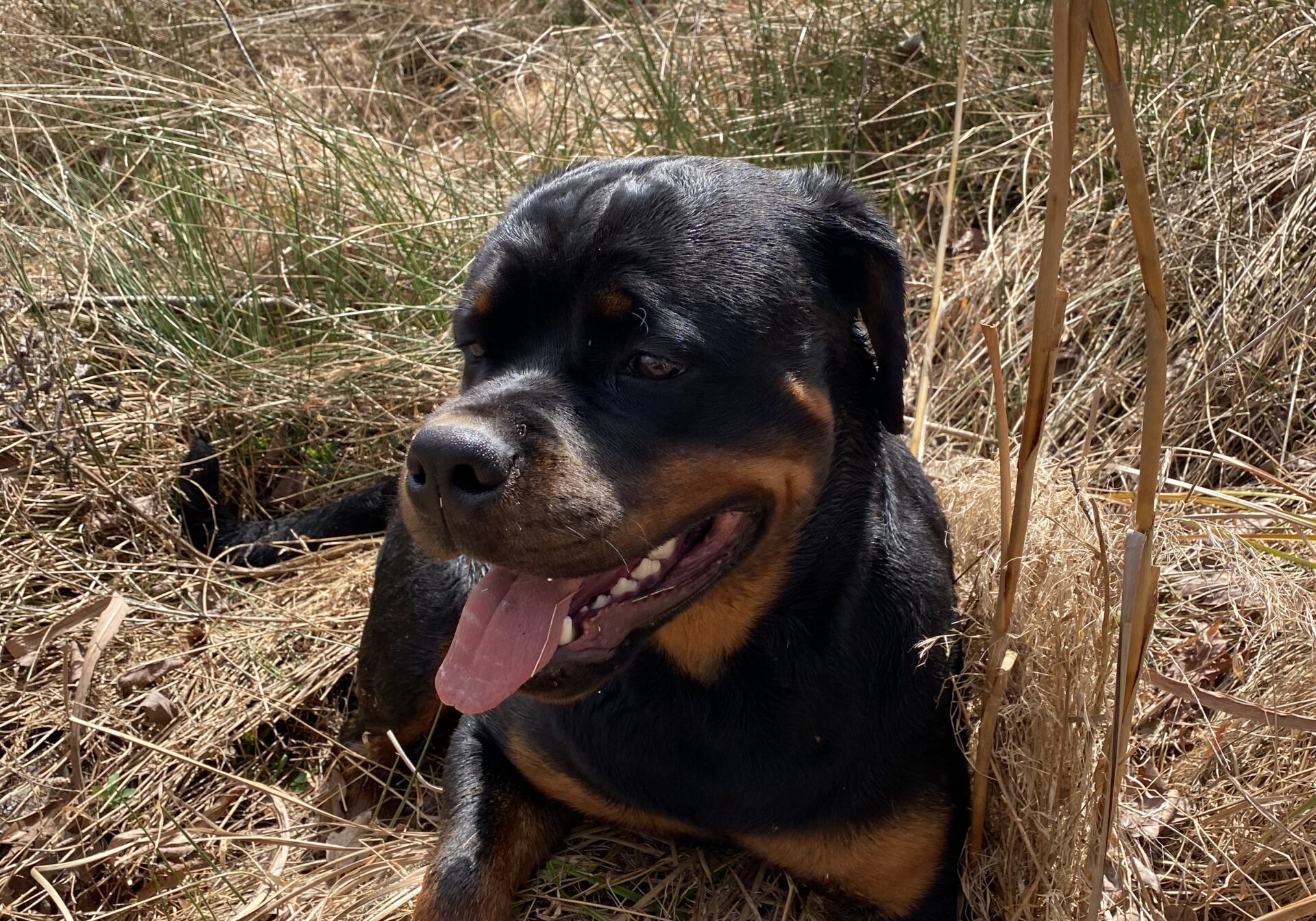 Lessons From My Dog Gunner®