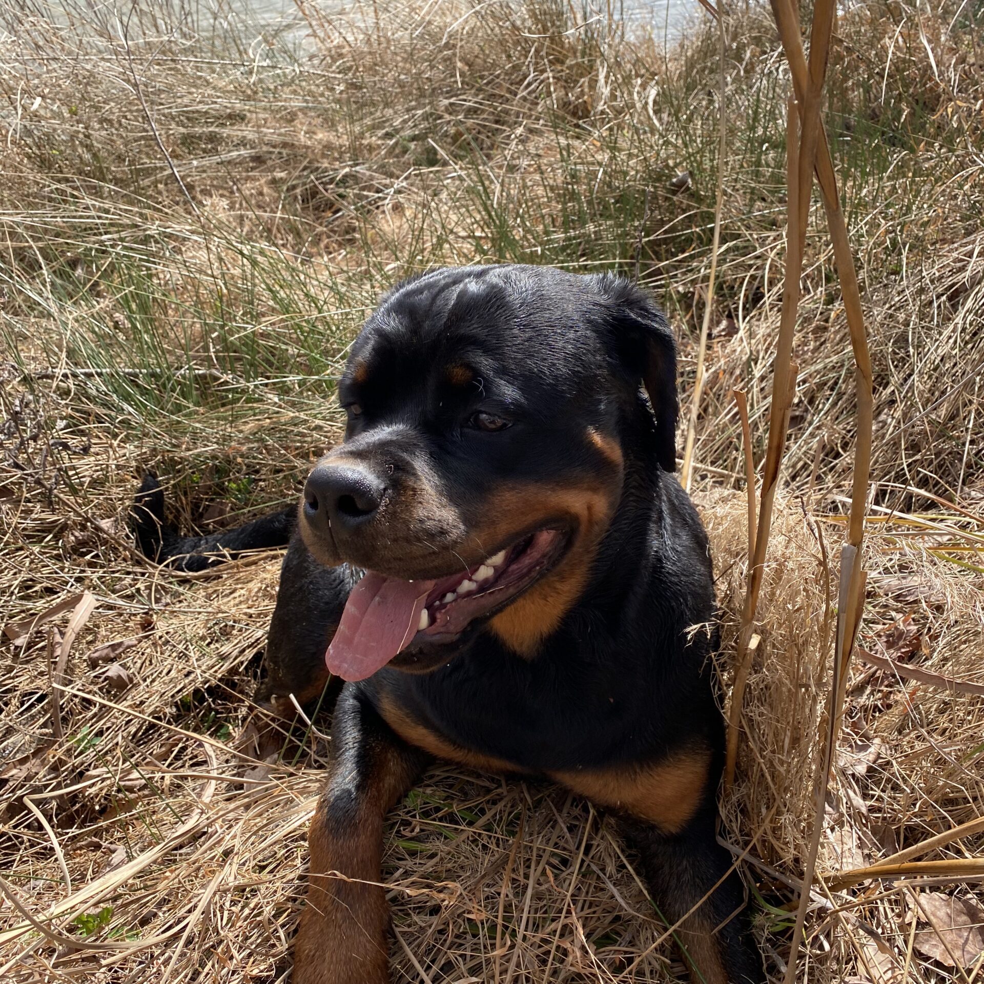 Lessons From My Dog Gunner®