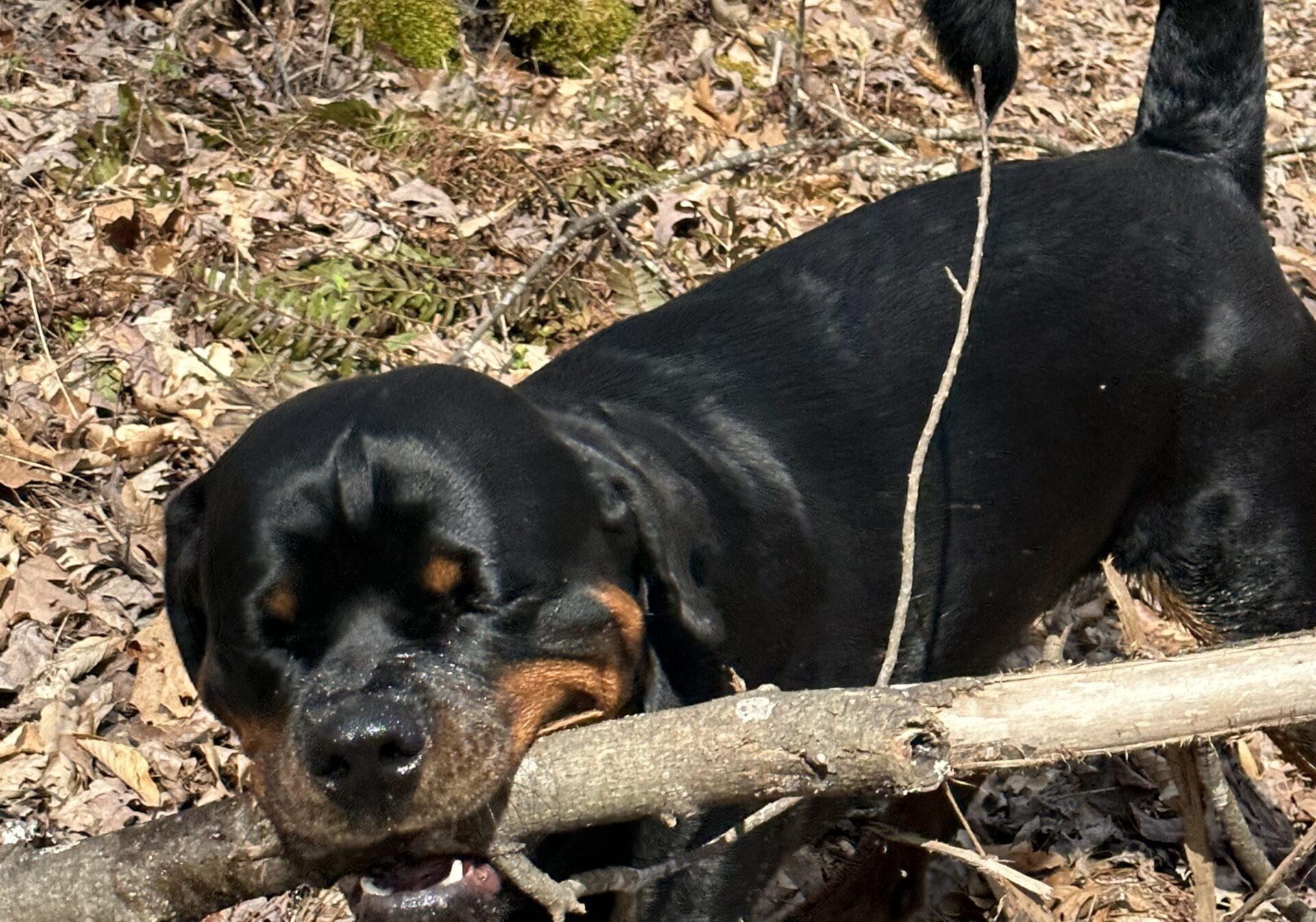 Lessons From My Dog Gunner®
