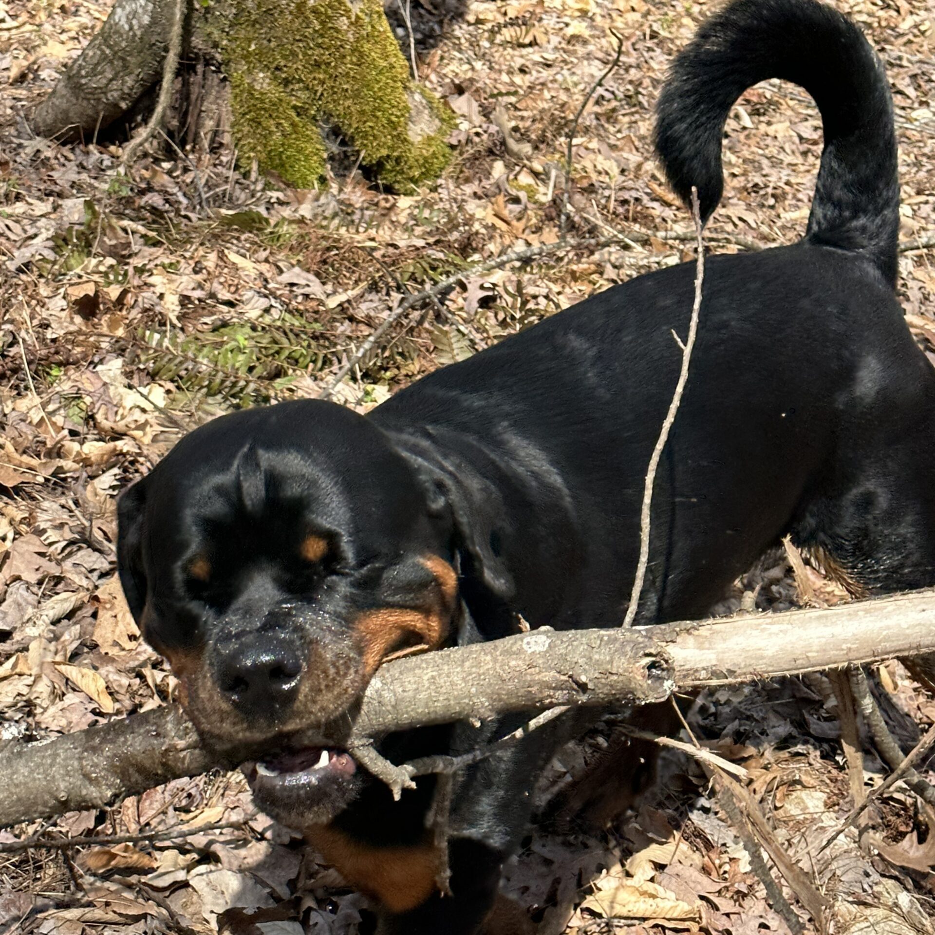 Lessons From My Dog Gunner®