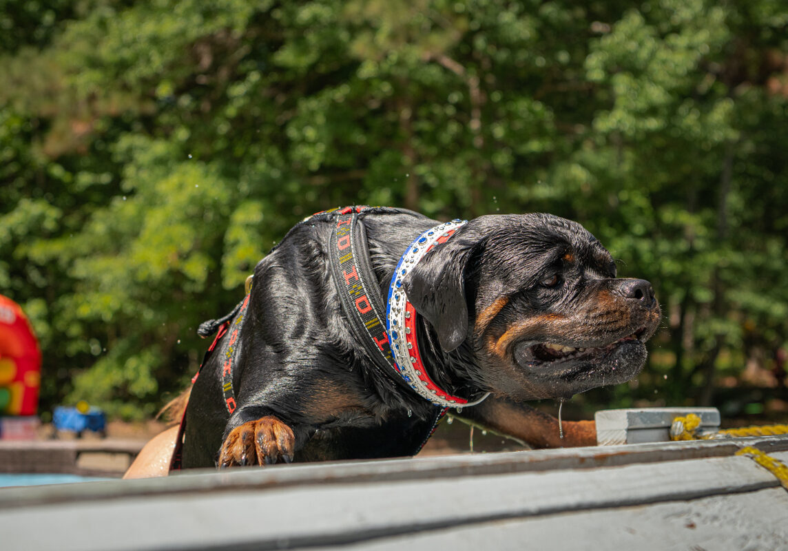 Black and brown dog with a belt around its neck, jumping into a pool of water