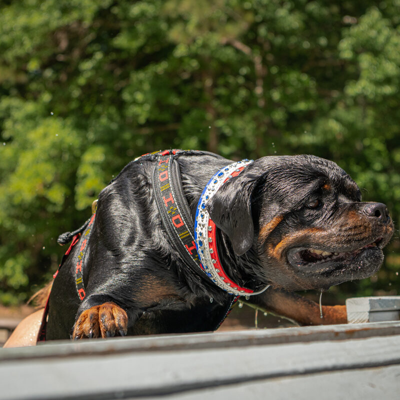 Black and brown dog with a belt around its neck, jumping into a pool of water
