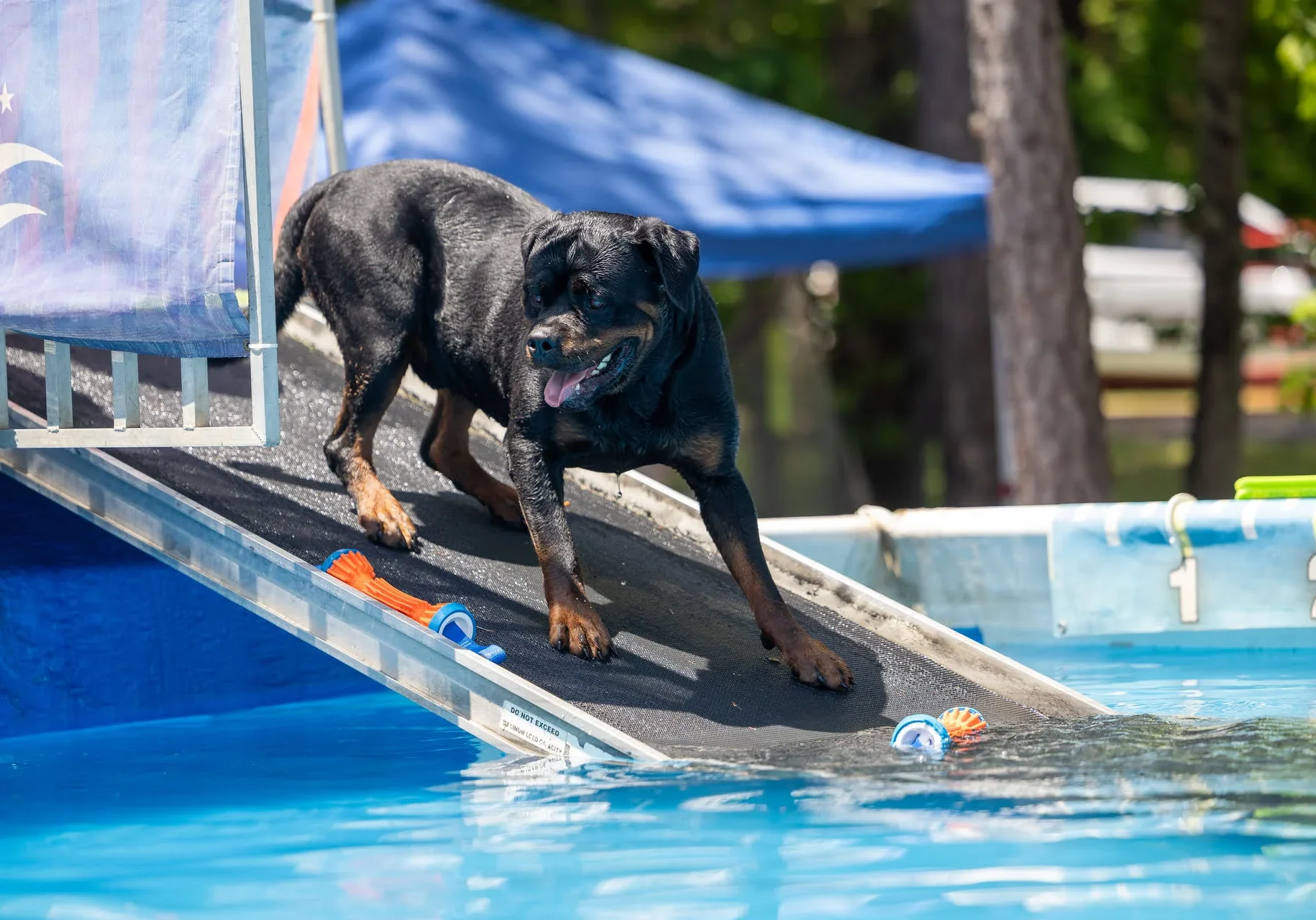 Lessons From My Dog Gunner