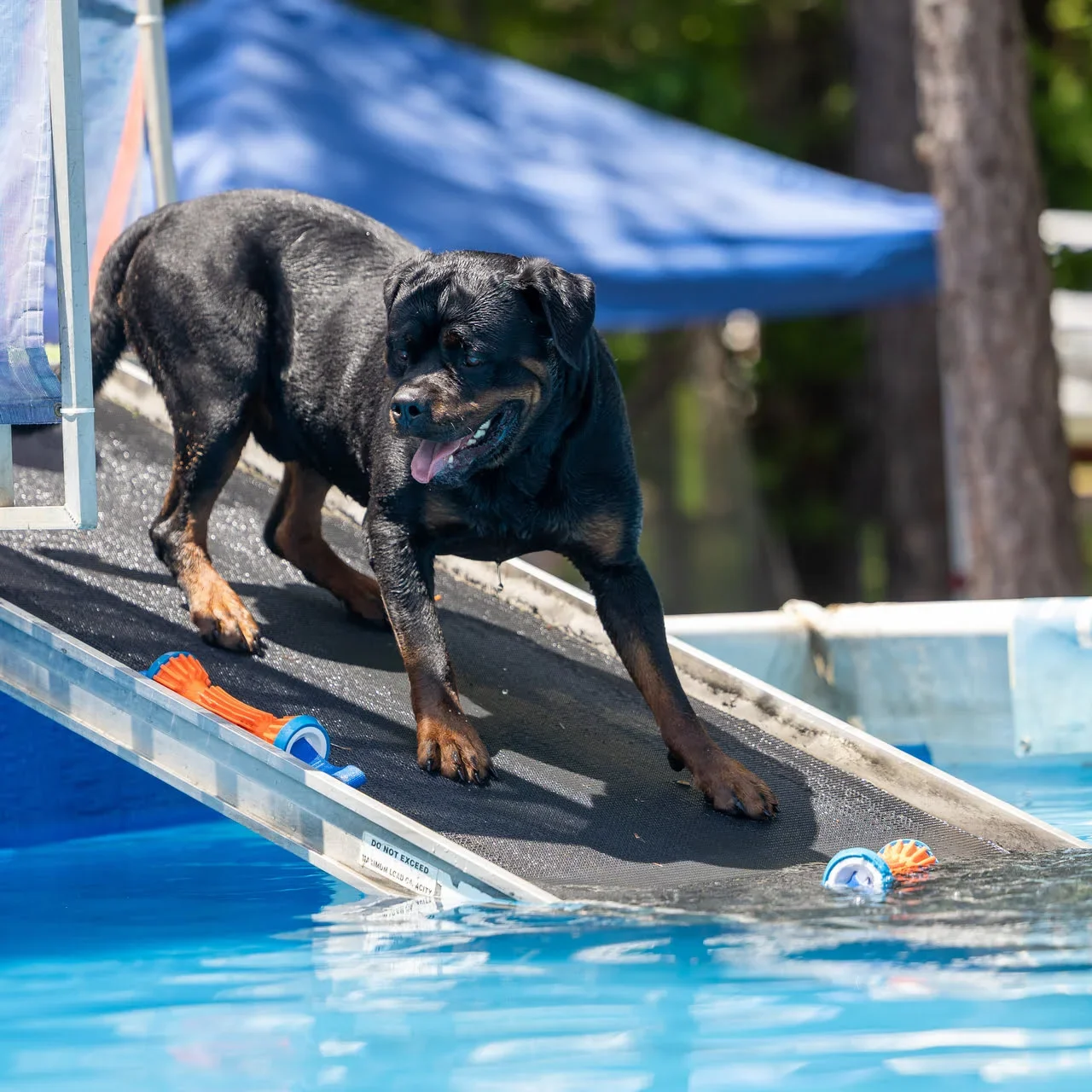 Lessons From My Dog Gunner