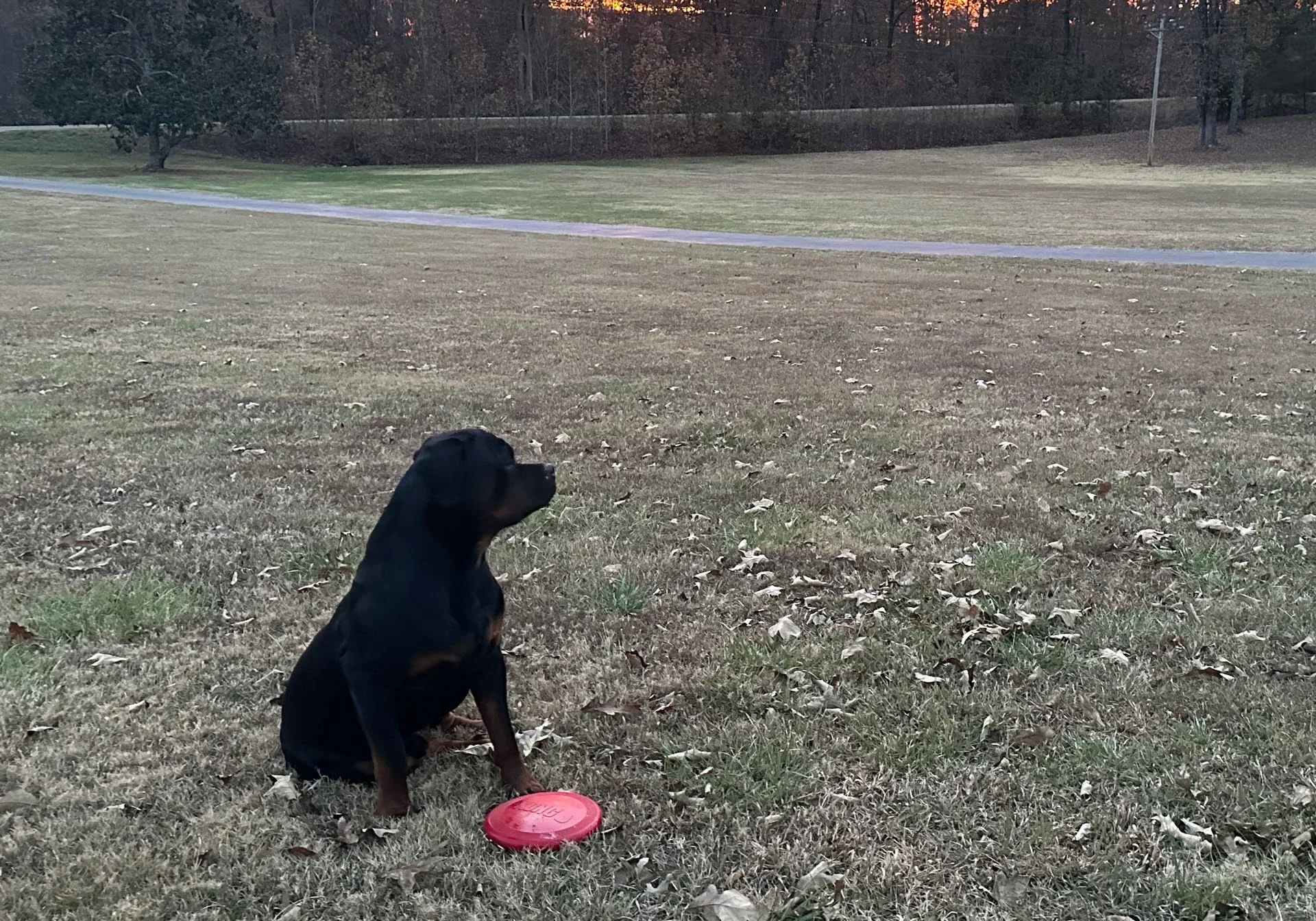 Lessons From My Dog Gunner