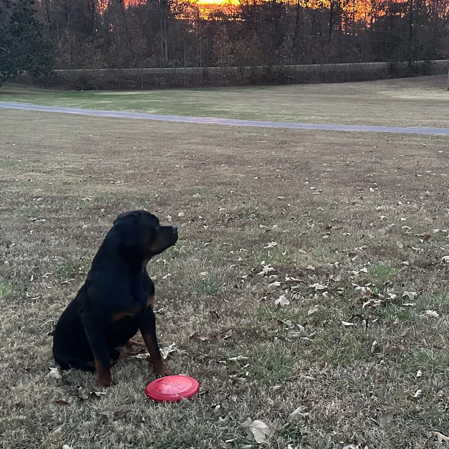 Lessons From My Dog Gunner