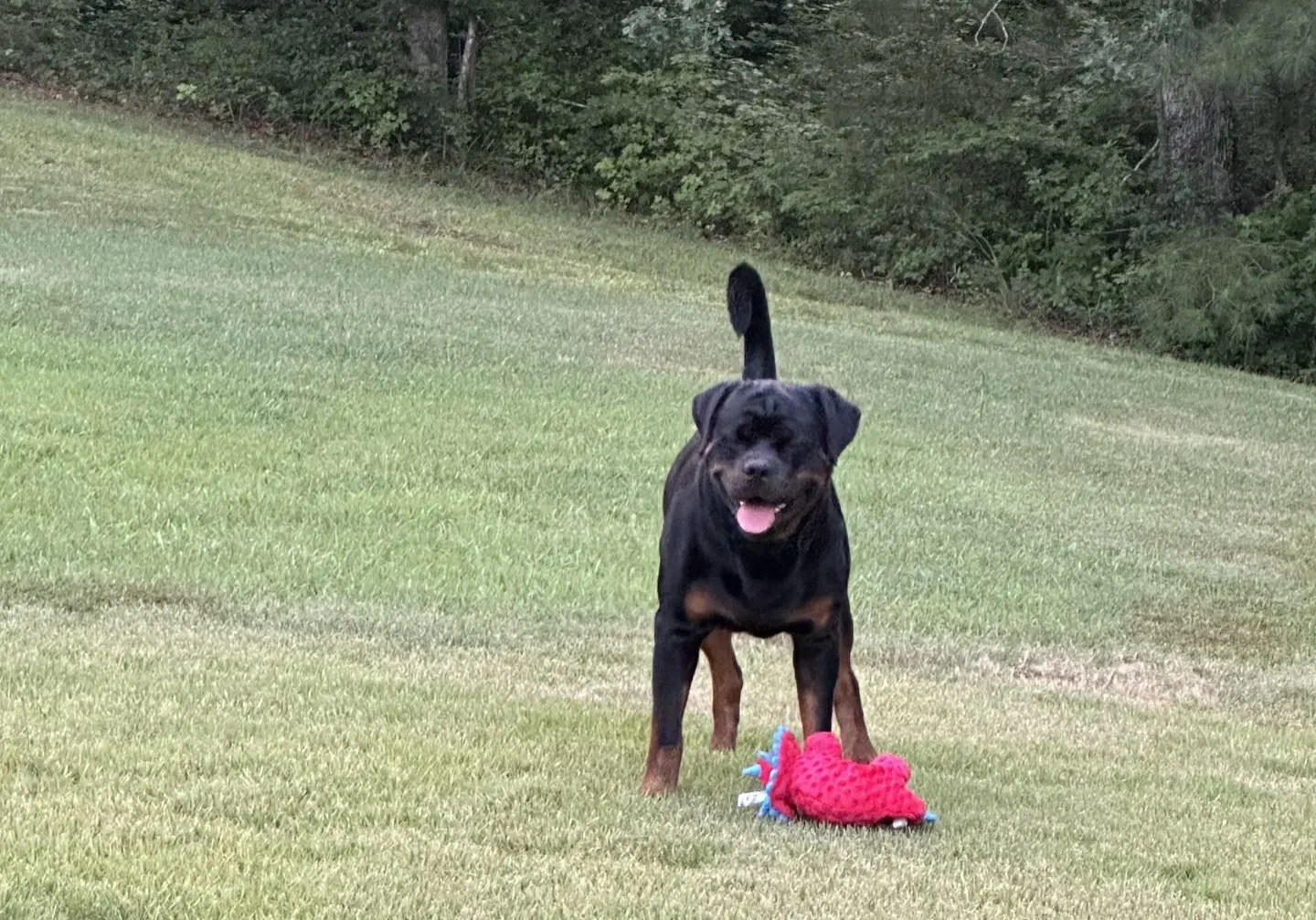 Lessons From My Dog Gunner