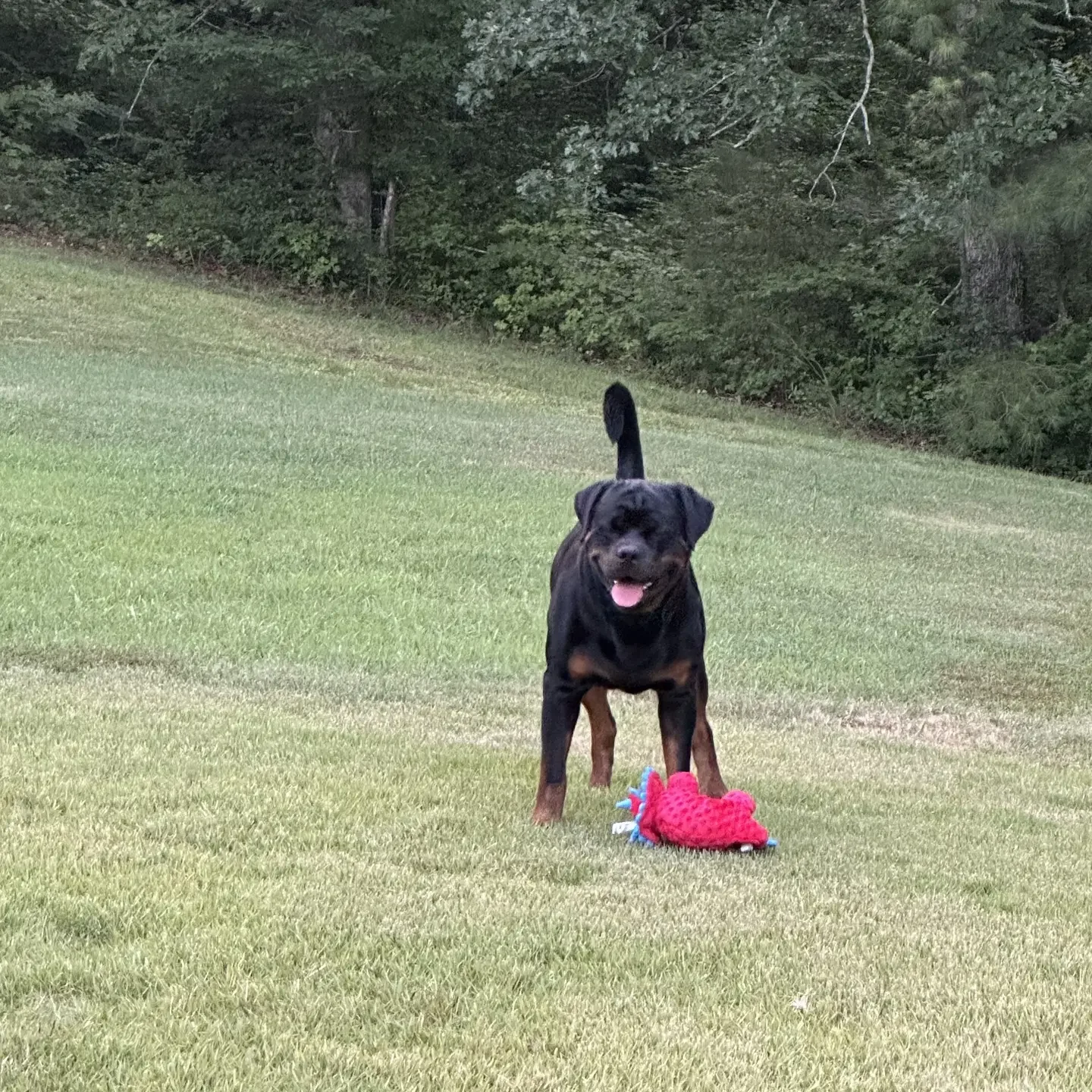 Lessons From My Dog Gunner
