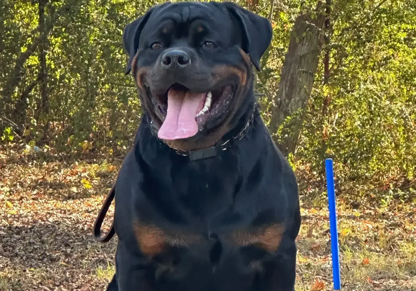 Lessons From My Dog Gunner