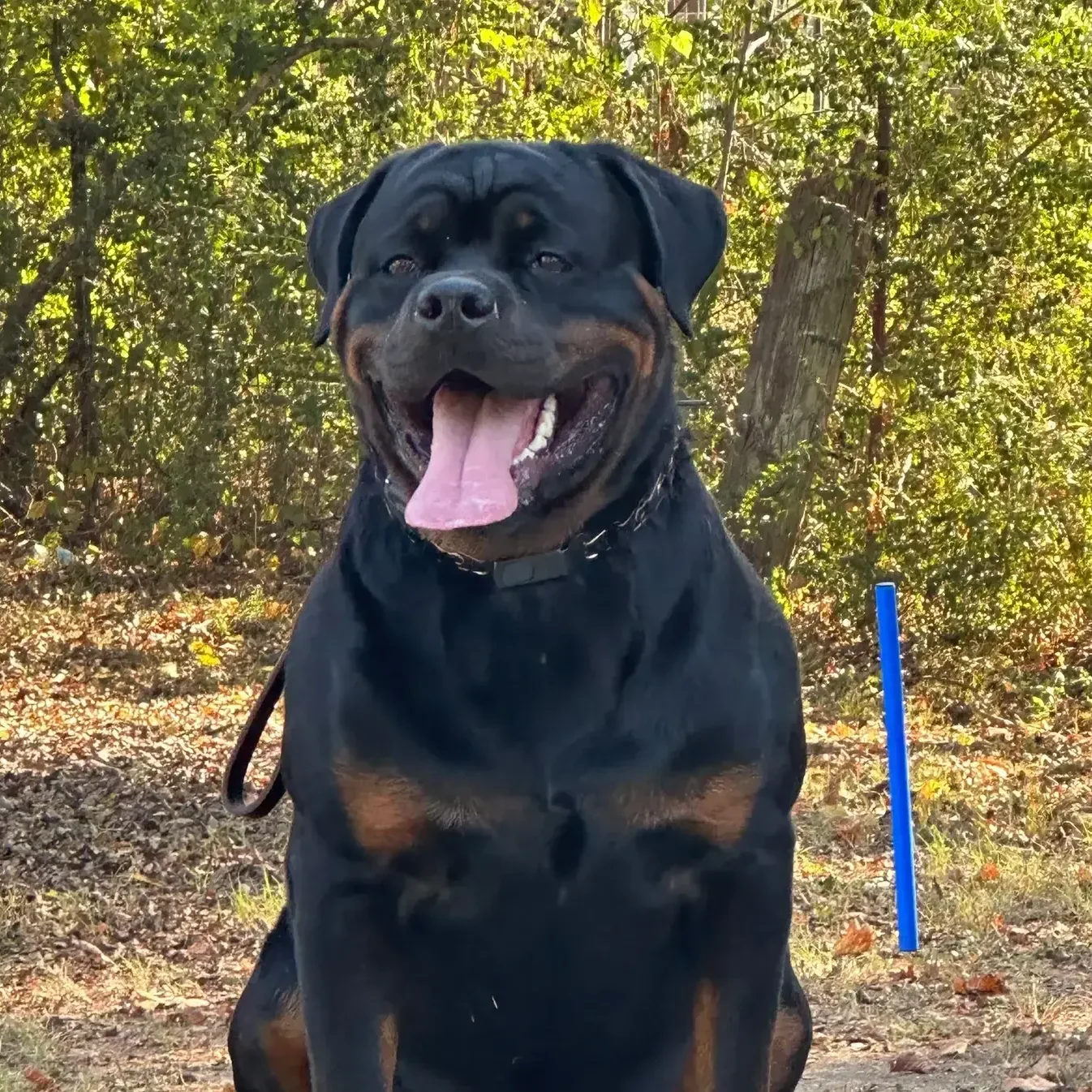 Lessons From My Dog Gunner